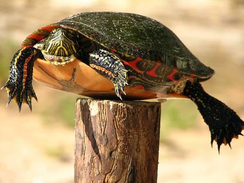 postturtle1